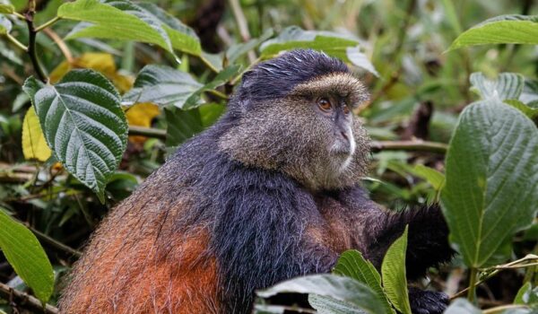 Best Places For Golden Monkey Tracking In Africa – Golden Monkey Permits In Uganda And Rwanda.