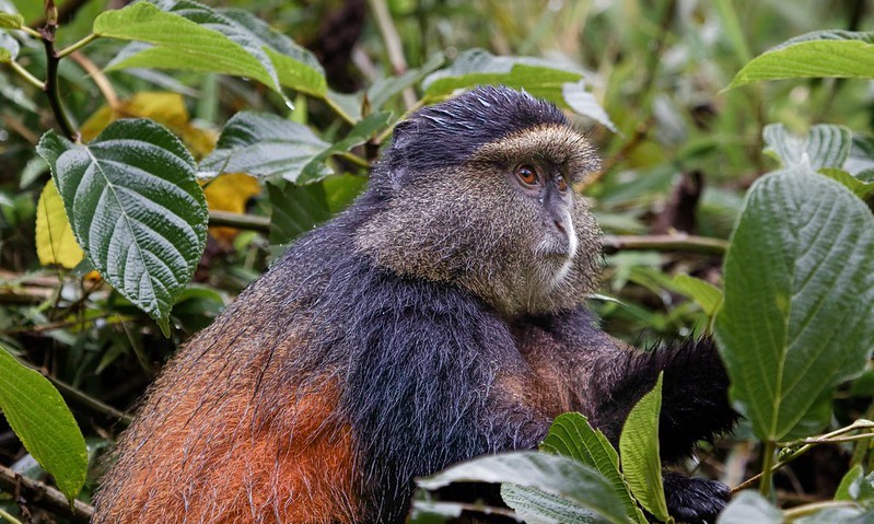 Best Places For Golden Monkey Tracking In Africa – Golden Monkey Permits In Uganda And Rwanda.