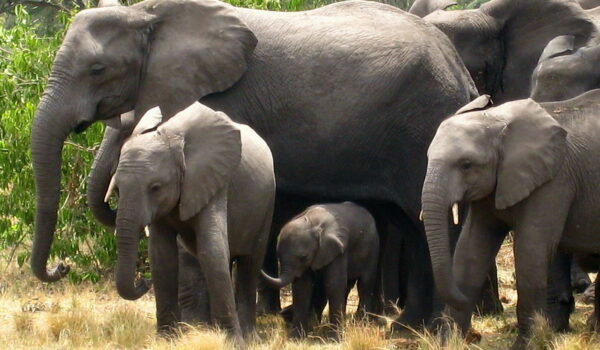 Best Places To See Elephants In Uganda – Gorilla Tracking Safaris In Uganda.