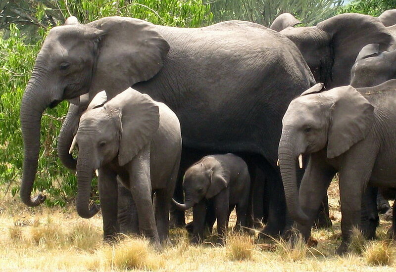 Best Places To See Elephants In Uganda – Gorilla Tracking Safaris In Uganda.