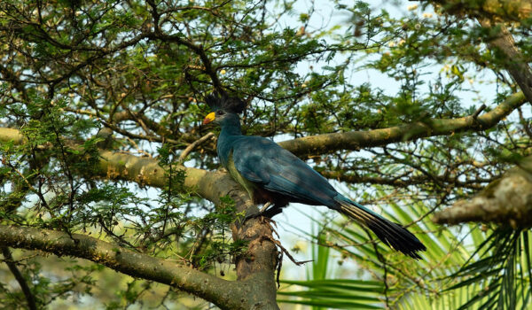 Birding Trips In Bigodi Wetland Sanctuary – Community Visits In Bigodi.