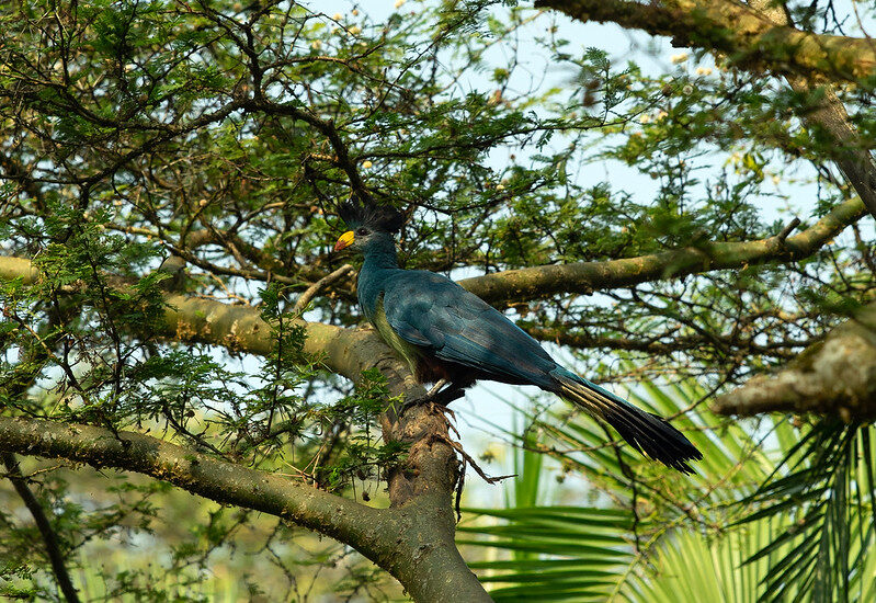 Birding Trips In Bigodi Wetland Sanctuary – Community Visits In Bigodi.