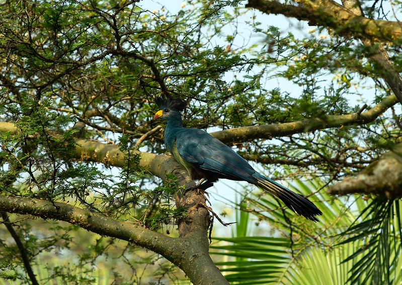 Birding trips in Bigodi Wetland Sanctuary – Community Visits in Bigodi.