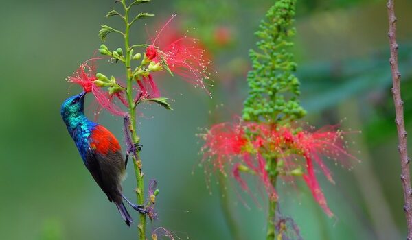 Birding Trips In Bwindi Impenetrable National Park – Albertine Rift Endemics In Uganda.