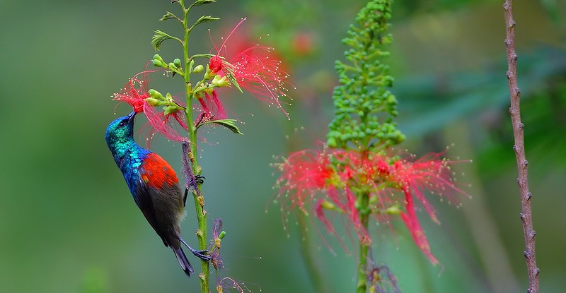 Birding Trips In Bwindi Impenetrable National Park – Albertine Rift Endemics In Uganda.