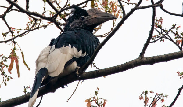 Budget Birding Tours In Semuliki National Park – 3 Days Birding Safaris To Mabamba Swamp And Semuliki National Park.