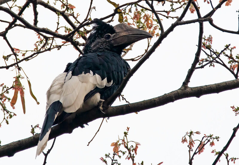 Budget Birding Tours In Semuliki National Park – 3 Days Birding Safaris To Mabamba Swamp And Semuliki National Park.