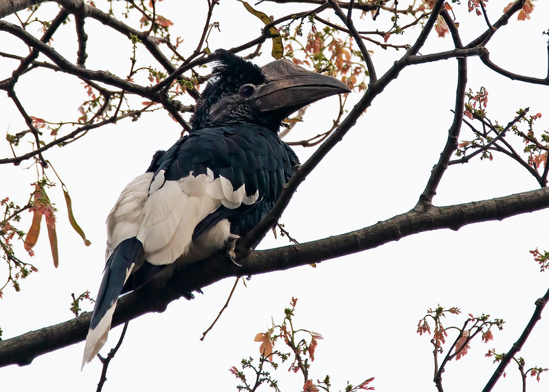 Budget birding tours in Semuliki National Park – 3 Days Birding safaris to Mabamba swamp and Semuliki National Park.