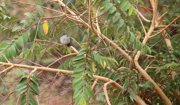 Bugungu Wildlife Reserve Uganda – Murchison Falls National Park.