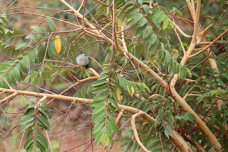 Bugungu Wildlife Reserve Uganda – Murchison Falls National Park.