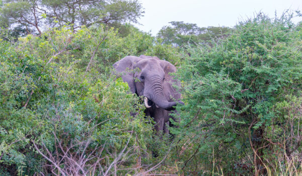 Getting To Bugungu Wildlife Reserve