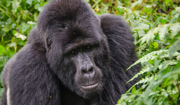 Gorilla Tracking Tours From Bukoba Border Masaka – Uganda-Tanzania Gorilla Safaris.