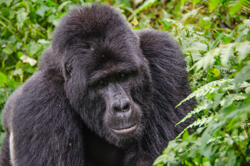 Gorilla Tracking Tours From Bukoba Border Masaka – Uganda-Tanzania Gorilla Safaris.