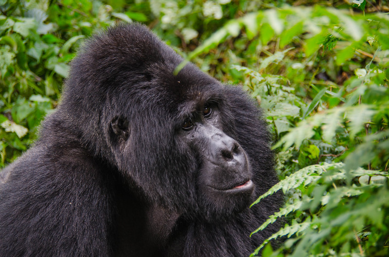 Gorilla Tracking Tours From Cyanika Border Rwanda – Volcanoes National Park And Mgahinga National Park.