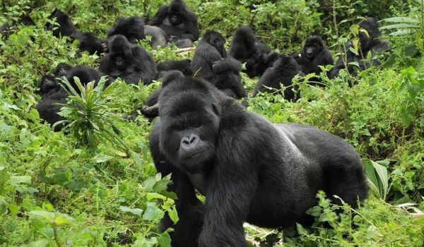 Gorilla Tracking Tours From Katuna Boarder Rwanda- Bwindi Impenetrable National Park.