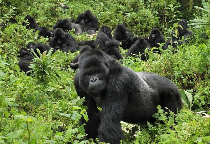 Gorilla Tracking Tours From Katuna Boarder Rwanda- Bwindi Impenetrable National Park.