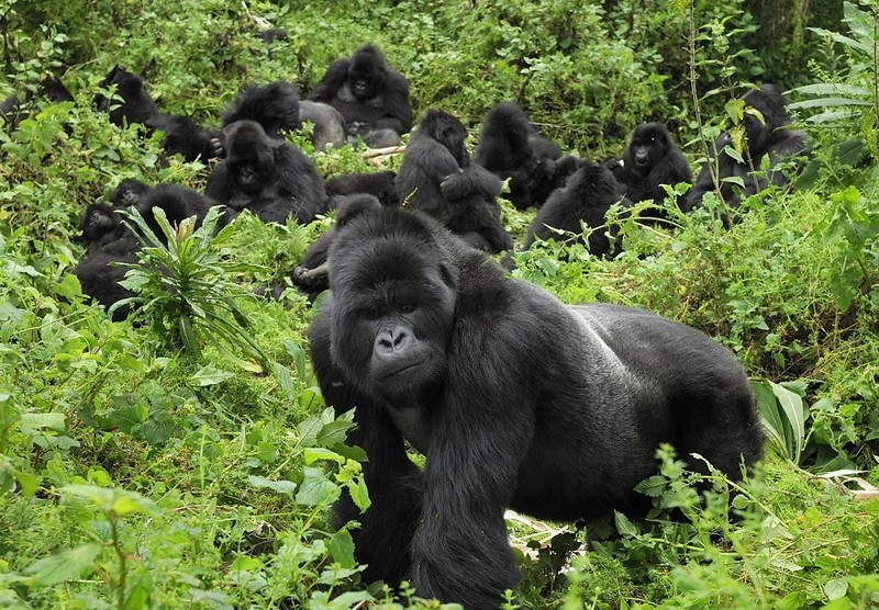 Gorilla tracking tours from Katuna Boarder Rwanda- Bwindi impenetrable National Park.