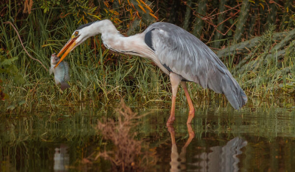 Kenya Safaris To Central Island National Park- Lake Turkana And Wildlife Tours In Kenya.