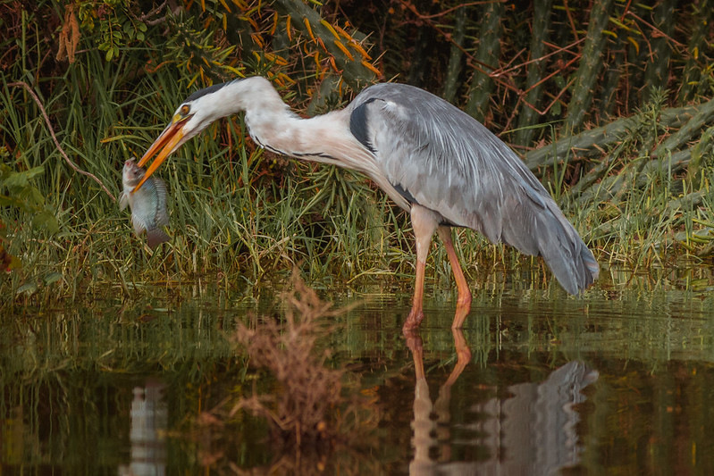 Kenya Safaris To Central Island National Park- Lake Turkana And Wildlife Tours In Kenya.