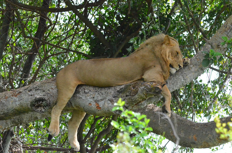 Queen Elizabeth National Park Tree-climbing lions