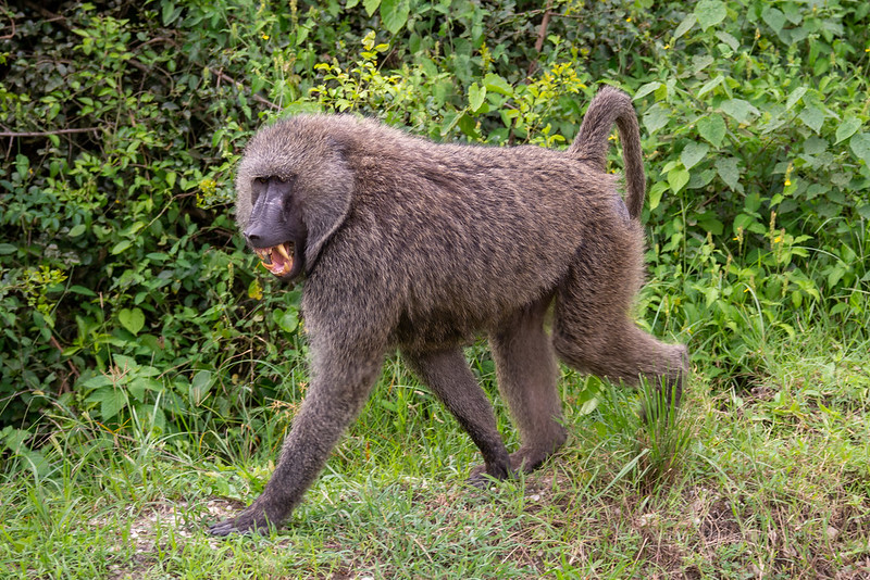 Queen Elizabeth National Park.