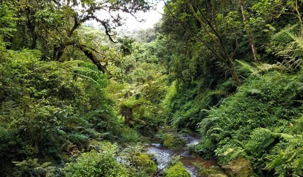 Top Activities & Attractions In Nyungwe Forest Rwanda – Chimpanzee Tracking And Canopy Walk.