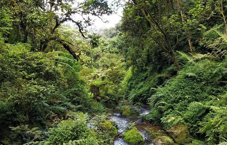 Top Activities & Attractions In Nyungwe Forest Rwanda – Chimpanzee Tracking And Canopy Walk.