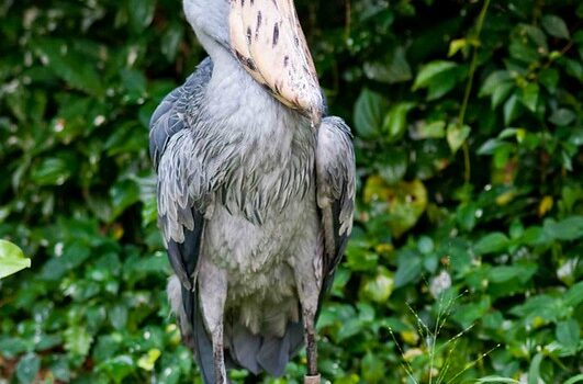 Toro Semliki Game Reserve-Shoebill Stock Around Lake Albert.