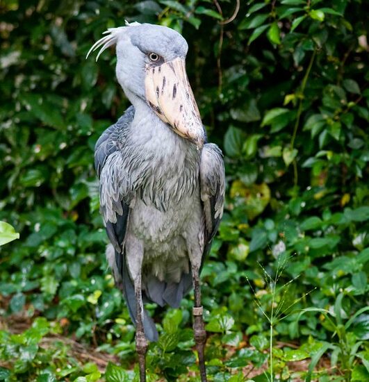 Toro Semliki Game Reserve-Shoebill Stock Around Lake Albert.