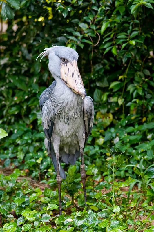 Toro Semliki game reserve-Shoebill stock around Lake Albert.