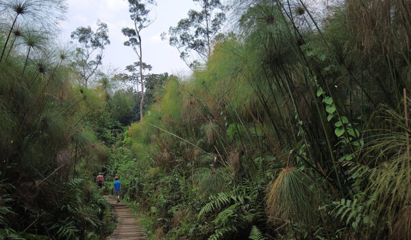 Volunteering Program In Bigodi Wetland Sanctuary – Nature Walks And Primate In Bigodi Wetland.