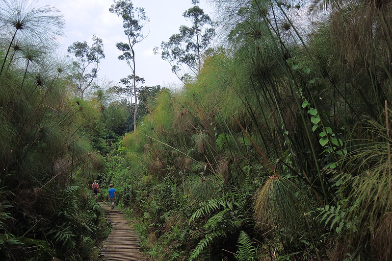 Volunteering Program In Bigodi Wetland Sanctuary – Nature Walks And Primate In Bigodi Wetland.