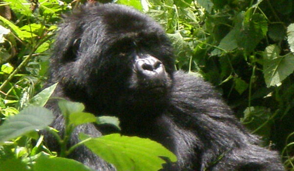 Are Gorillas Aggressive To Humans Understanding The Gentle Giants Of The Jungle