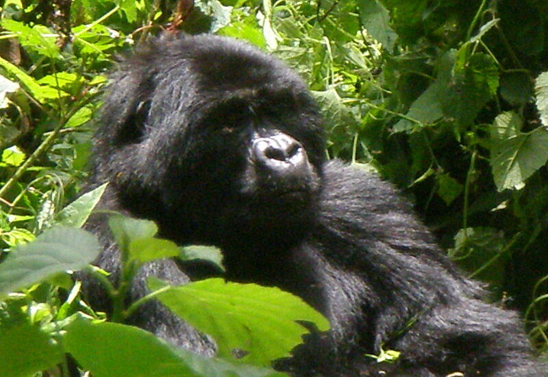 Are Gorillas Aggressive To Humans Understanding The Gentle Giants Of The Jungle