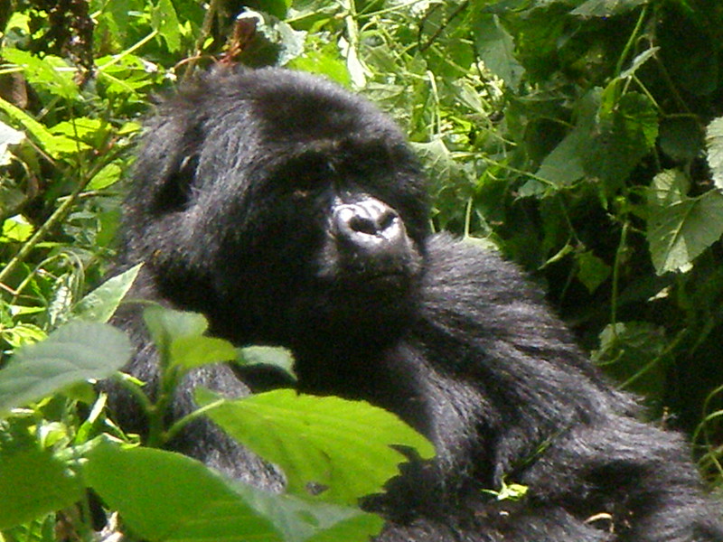 Are Gorillas Aggressive to Humans Understanding the Gentle Giants of the Jungle