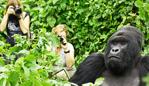 Are Gorillas Safe To Humans Debunking Myths About The Gentle Giants