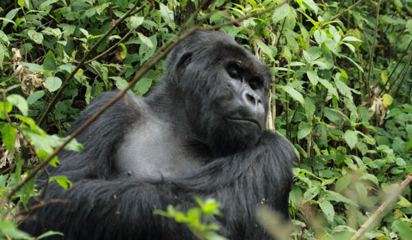 Are Gorillas In Rwanda And Uganda Safer Comparing Gorilla Trekking Destinations