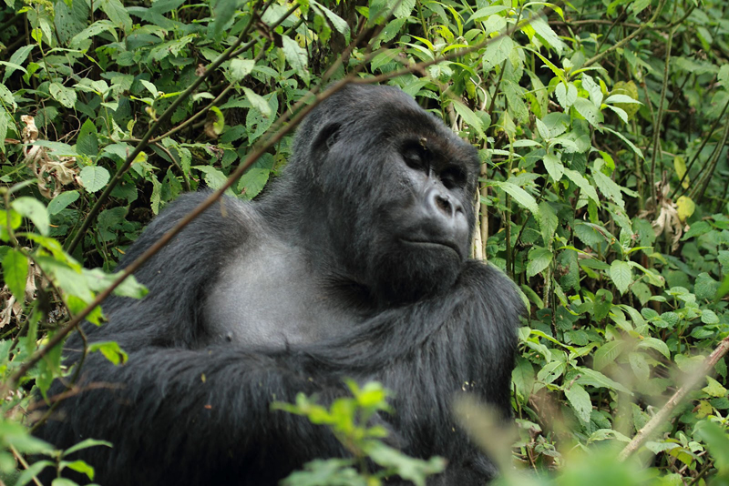 Are Gorillas In Rwanda And Uganda Safer Comparing Gorilla Trekking Destinations