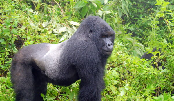 Can A Gorilla Be A Pet Exploring The Challenges And Ethical Concerns.