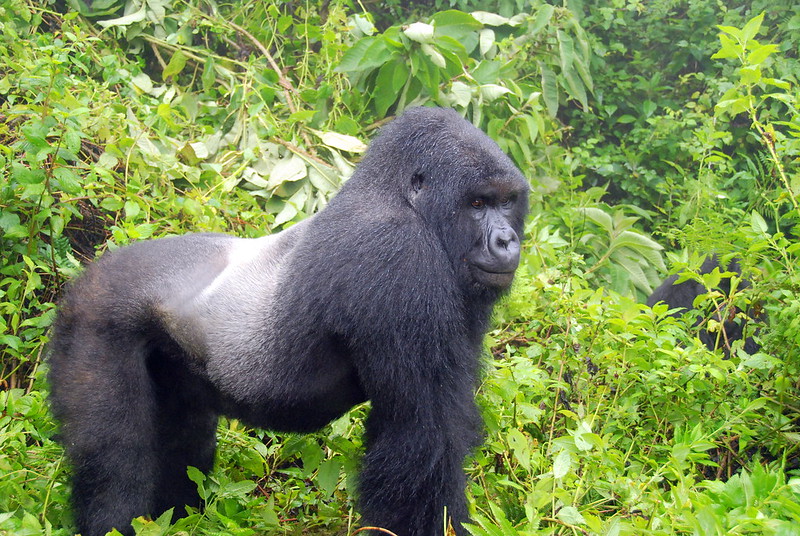 Can A Gorilla Be A Pet Exploring The Challenges And Ethical Concerns.