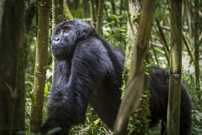 Congo Safari Tours - Congo gorilla trekking - Nyirangongo hikes