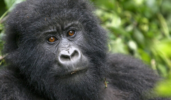 Do Gorillas Protect Humans