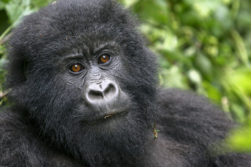 Do Gorillas Protect Humans