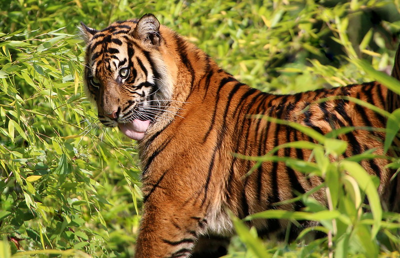 Does Uganda Have Tigers Exploring The Big Cats Of Africa