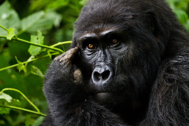 HOW MUCH DOES IT COST TO TREK WITH GORILLAS