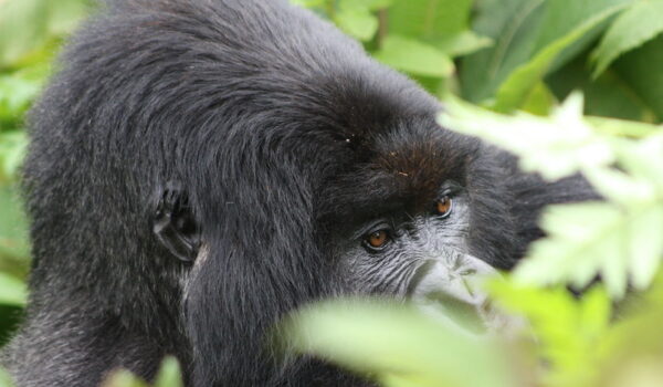 How Difficult Is Gorilla Trekking