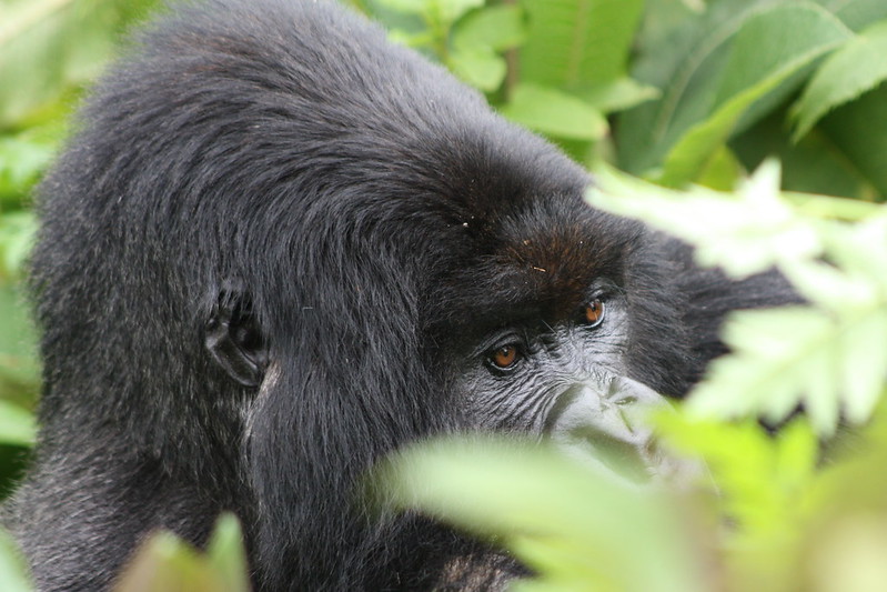 How Difficult Is Gorilla Trekking