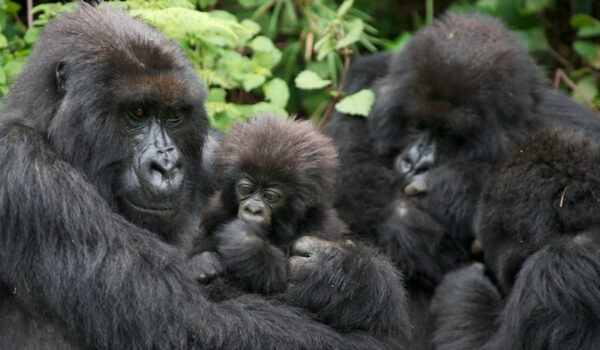 How Intelligent Are Gorillas