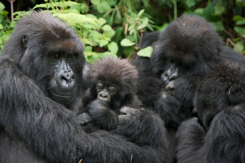 How Intelligent Are Gorillas