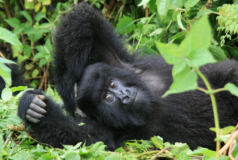 How Long Is A Gorilla Trek In Rwanda